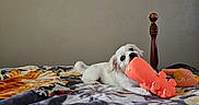 King Zero joined the competition — help win amazing prizes! animal, bed, blanket, butterfly_decal, chewing, cozy, cute, decor, dog, flower_decal, indoor, orange_toy, pet, puppy, resting, text_decal, toy, wall, white_dog, wooden_bedpost