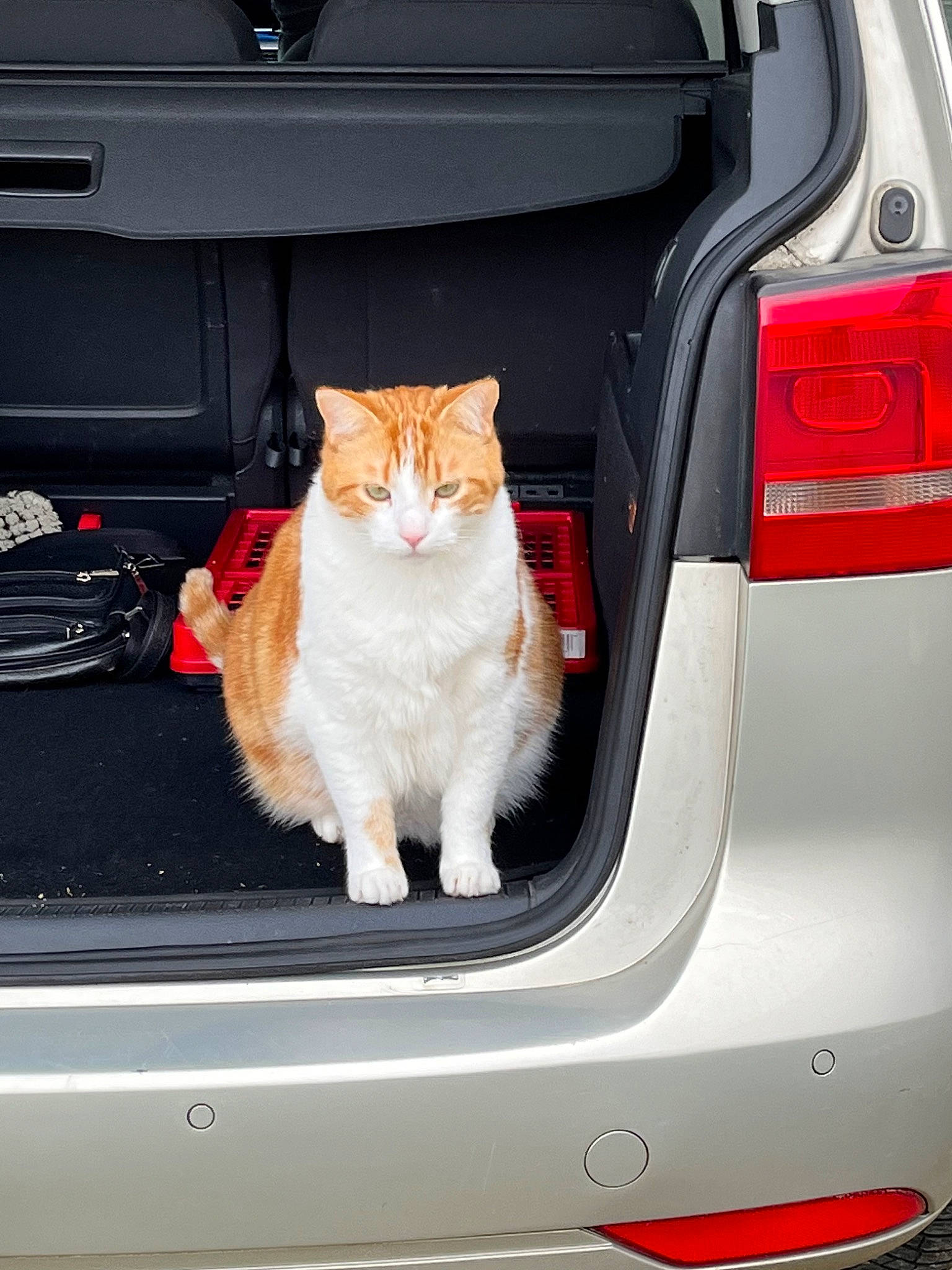 Gismo participe au concours pour gagner de l'argent avec cette photo : auto_part, automotive_design, automotive_exterior, automotive_lighting, automotive_tail_brake_light, automotive_tire, bumper, car, carnivore, cat, felidae, gas, home_appliance, motor_vehicle, personal_luxury_car, plant, small_to_medium_sized_cats, trunk, vehicle, vehicle_door