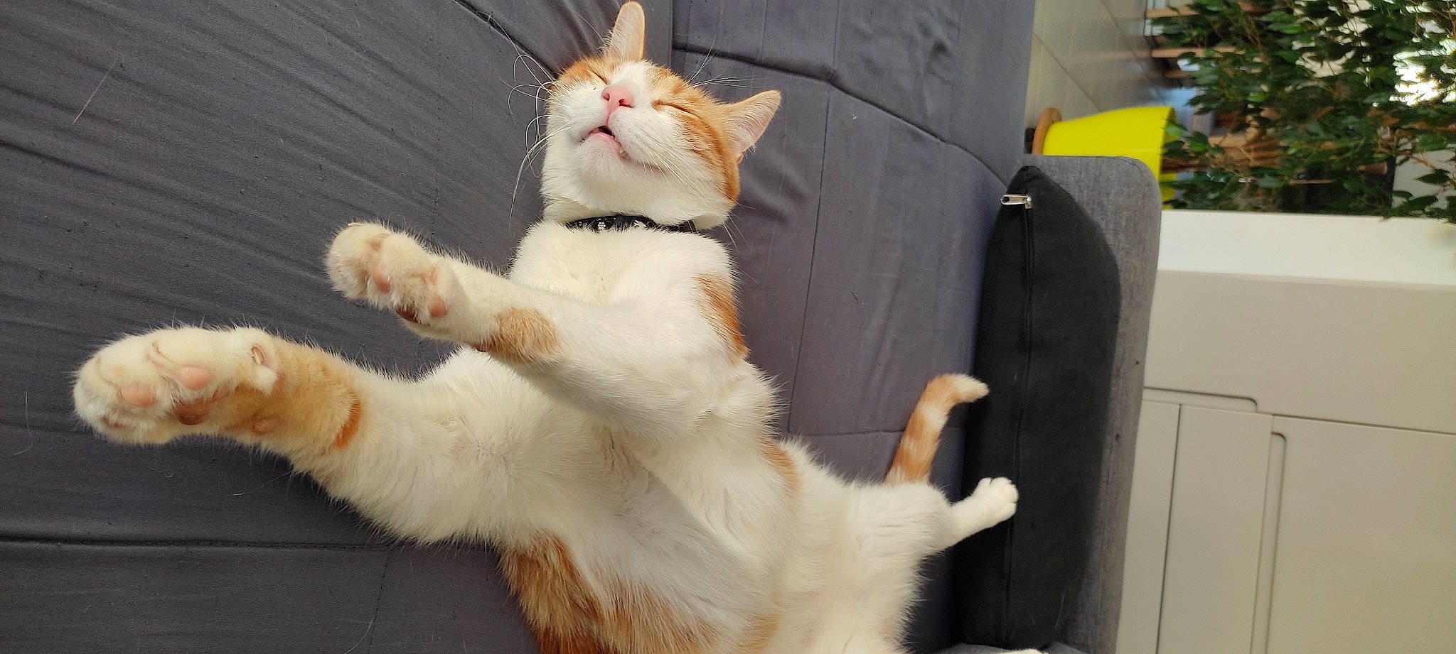 Phoebus participe au concours pour gagner de l'argent avec cette photo : carnivore, cat, claw, companion_dog, domestic_short_haired_cat, fawn, felidae, fur, gesture, lap, paw, sitting, small_to_medium_sized_cats, snout, tail, whiskers