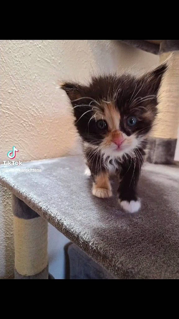 Suki joined the competition — help win amazing prizes! box, carnivore, cat, claw, domestic_short_haired_cat, fawn, felidae, fur, hardwood, leg, paw, photo_caption, plant, rectangle, small_to_medium_sized_cats, snout, table, tail, whiskers, wood