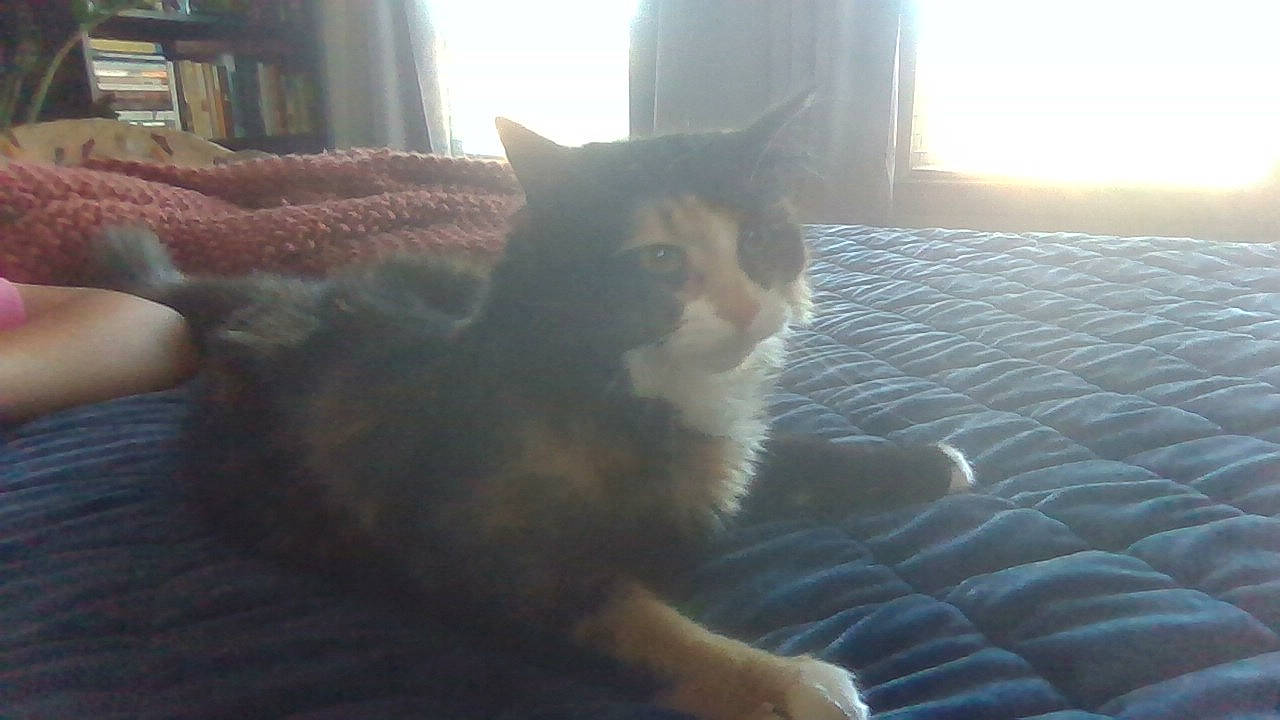 Suki joined the competition — help win amazing prizes! bookcase, carnivore, cat, comfort, domestic_short_haired_cat, felidae, flooring, fur, head, human_leg, lap, light, paw, plant, small_to_medium_sized_cats, snout, sunlight, tail, whiskers, wood