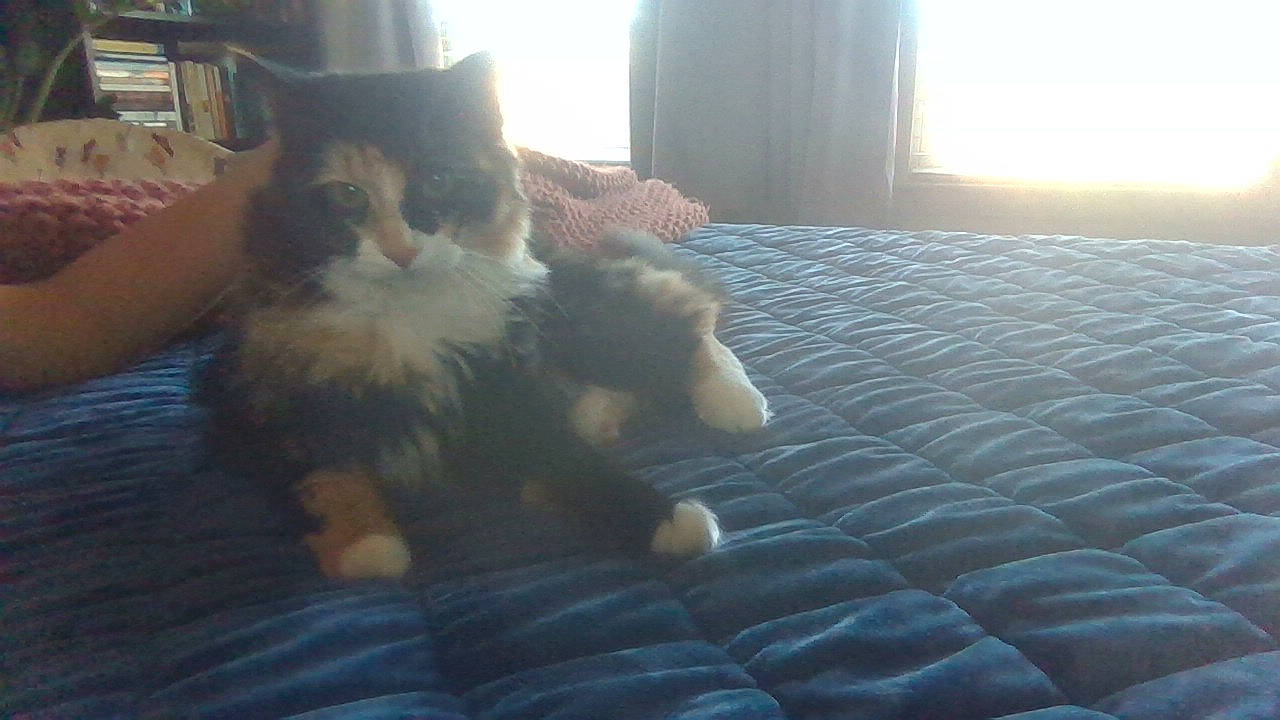 Suki joined the competition — help win amazing prizes! carnivore, cat, comfort, curtain, domestic_short_haired_cat, fawn, felidae, flooring, fur, hardwood, human_leg, light, paw, small_to_medium_sized_cats, snout, sunlight, tail, whiskers, window, wood