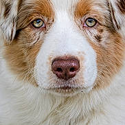 Bera participe au concours pour gagner de l'argent avec cette photo : dog, close_up, portrait, fluffy, green_eyes, pink_nose, animal, pet, mammal, fur, face, canine, cute, whiskers, outdoor, nature, friendly, domestic_animal, head, expression