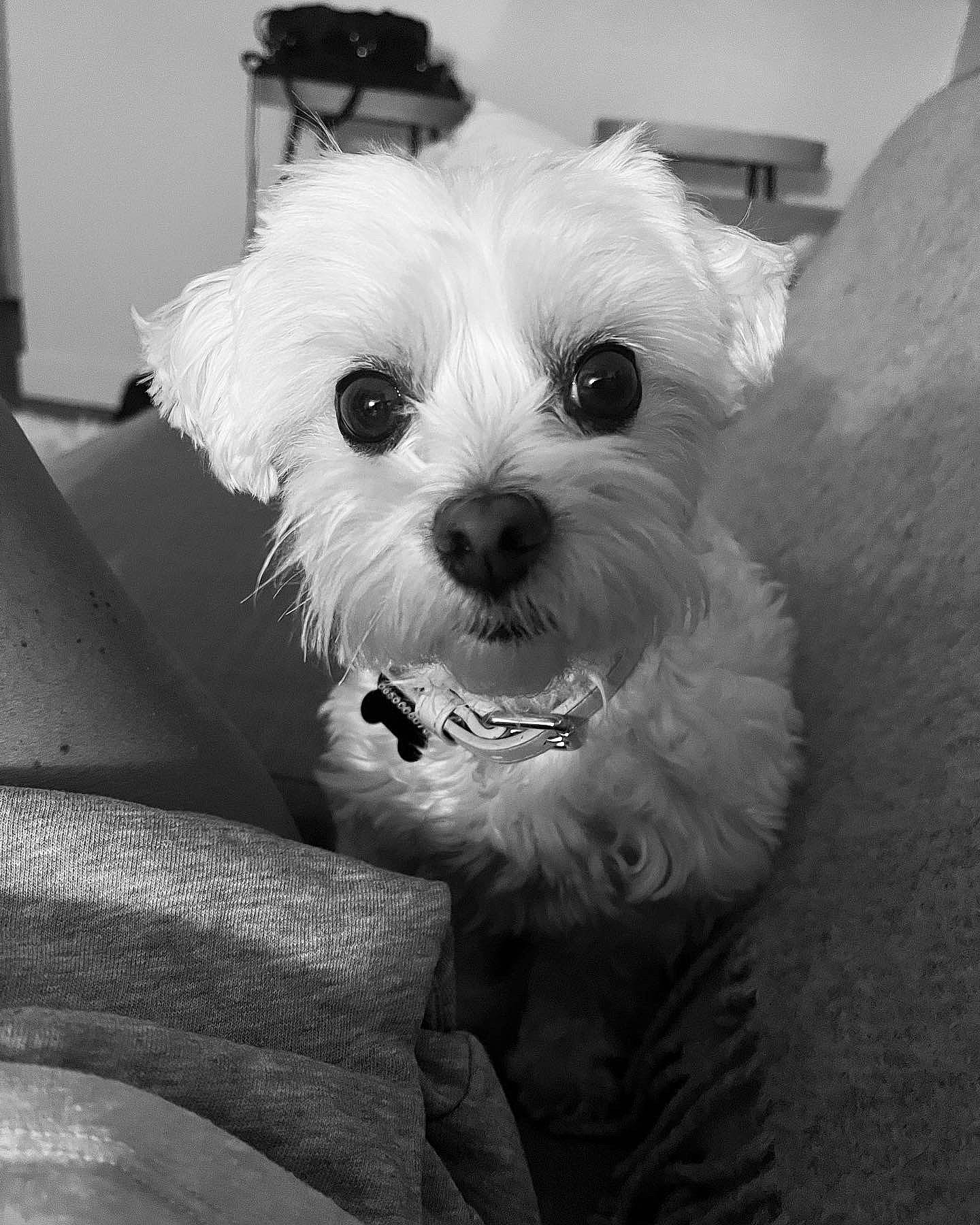 Leonie a rejoint le concours — aidez-le/la à gagner de superbes lots ! black_and_white, carnivore, companion_dog, dog, dog_breed, eye, glasses, hair, head, monochrome, monochrome_photography, shih_poo, small_terrier, snout, sporting_group, style, terrier, toy_dog, white, working_animal