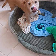 Tayler a rejoint le concours — aidez-le/la à gagner de superbes lots ! dog, pet, indoor, dog_bed, blanket, toy, floor, tile, animal, canine, fur, cute, licking, home, cozy, playful, domestic, mammal, companion, friendly