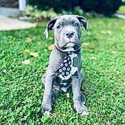 Rocky joined the competition — help win amazing prizes! attentive, backyard, blue_coat, blue_eyes, blurred_background, clover, collar, cute, dog, dog_tag, floppy_ears, front_paws, grass, neckwear, outdoors, patterned_tie, portrait, puppy, shallow_depth_of_field, sitting