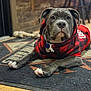 Rocky is registered to the contest to win money with this photo: carpet, collar, cute, dog, dog_tag, ears, floor, gray_fur, hoodie, indoor, muzzle, paw, pet, pit_bull, portrait, puppy, red_black_plaid, relaxed, rope_toy, shallow_depth_of_field
