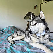 Tex a rejoint le concours — aidez-le/la à gagner de superbes lots ! dog, husky, bed, bedding, bow_tie, indoor, pet, canine, fur, animal, resting, lamp, gray, white, black, portrait, side_view, relaxed, household, furniture