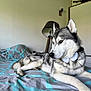 dog, husky, bed, bedding, bow_tie, indoor, pet, canine, fur, animal, resting, lamp, gray, white, black, portrait, side_view, relaxed, household, furniture