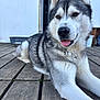 Tex participe au concours pour gagner de l'argent avec cette photo : dog, husky, tongue_out, outdoor, wooden_deck, pet, canine, animal, fur, gray_and_white, ears_up, relaxed, portrait, close_up, daylight, door, background, paw, friendly, companion