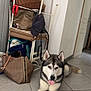Tex a rejoint le concours — aidez-le/la à gagner de superbes lots ! dog, husky, indoor, floor, tile, bag, chair, hat, door, wall, pet, animal, leash, tongue_out, resting, furniture, home, casual, domestic, mammal
