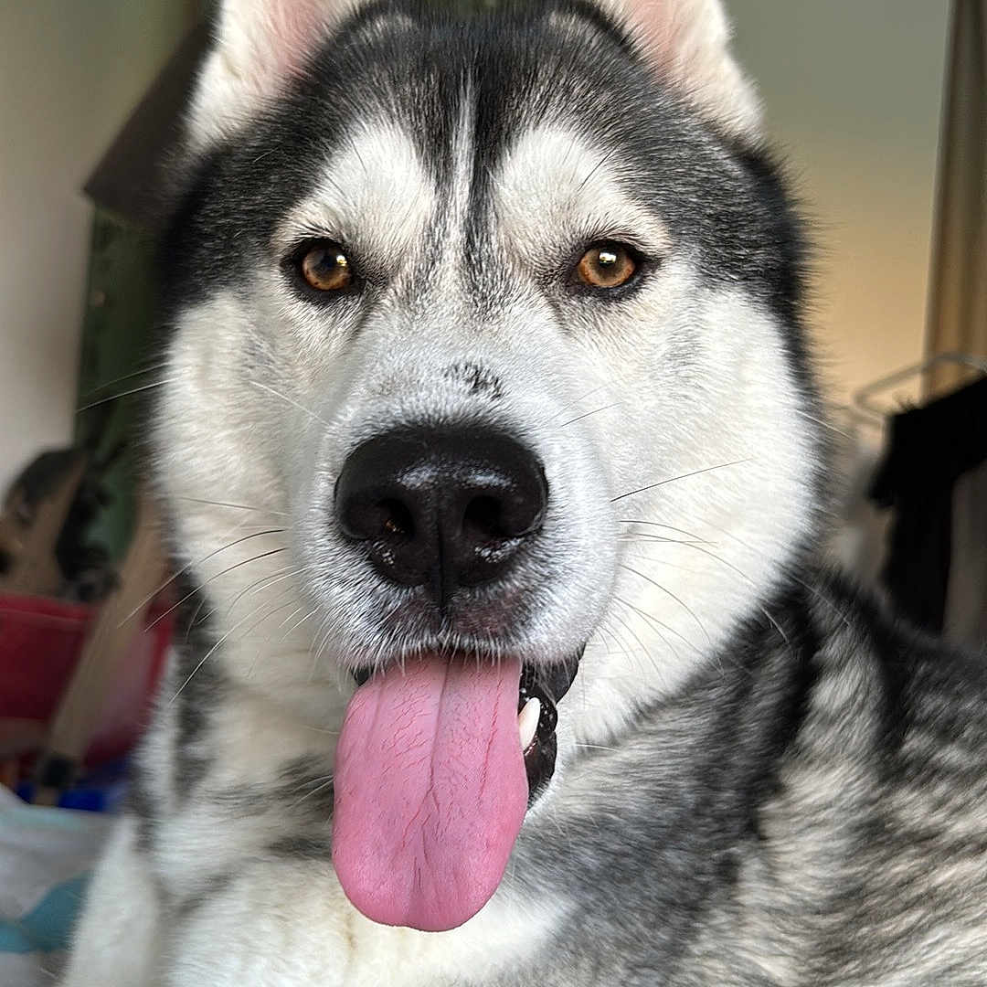 Tex participe au concours pour gagner de l'argent avec cette photo : animal, black_nose, brown_eyes, canine, close_up, companion, cute, dog, ears, friendly, fur, household, indoor, lying_down, mammal, pet, portrait, siberian_husky, tongue_out, whiskers
