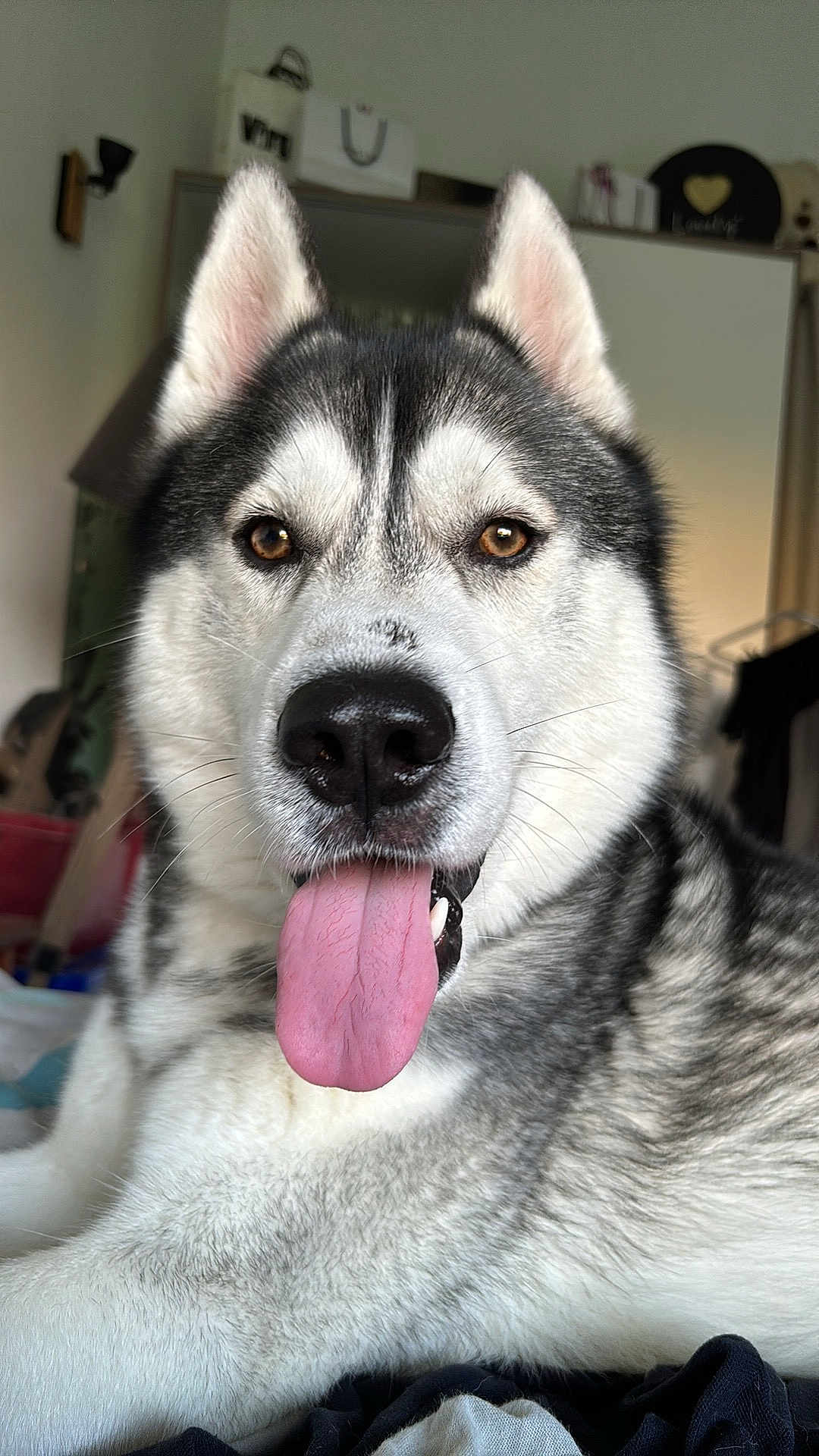 Tex participe au concours pour gagner de l'argent avec cette photo : dog, siberian_husky, pet, tongue_out, close_up, indoor, fur, canine, animal, portrait, brown_eyes, black_nose, whiskers, ears, friendly, cute, mammal, household, companion, lying_down