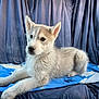 husky, puppy, dog, animal, pet, fur, blue_blanket, indoors, curtains, lying_down, canine, cute, young, ears, face, whiskers, nose, paws, fur_texture, relaxed