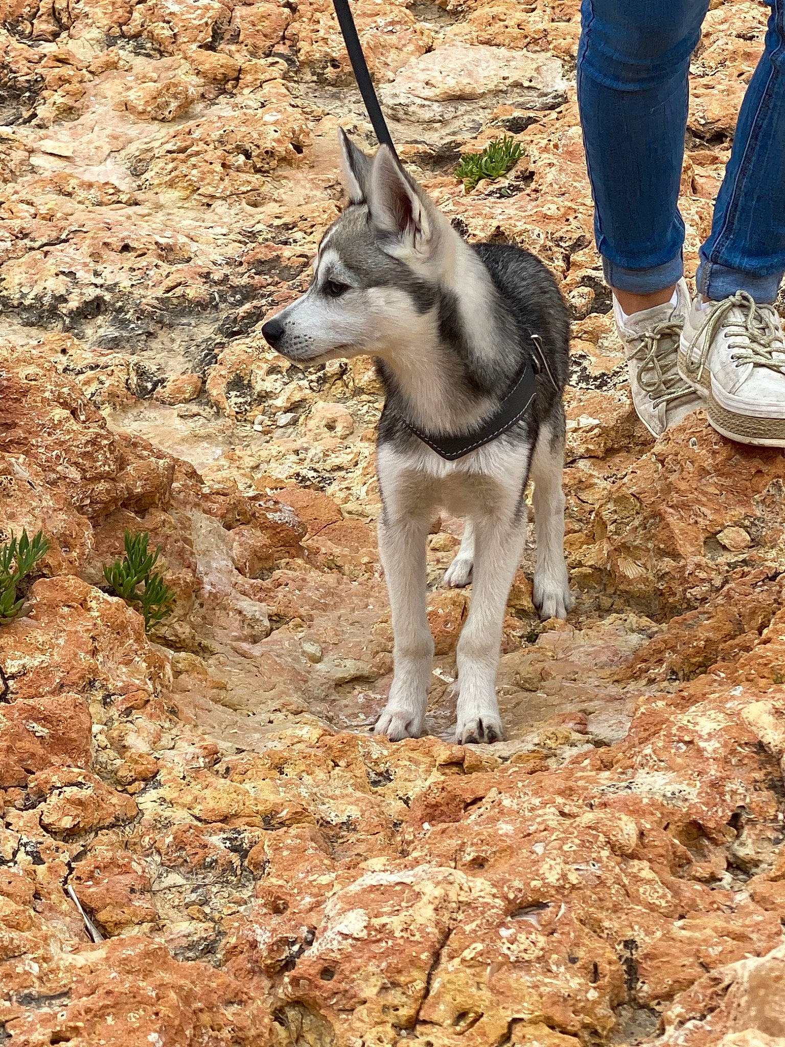Yanko participe au concours pour gagner de l'argent avec cette photo : canidae, canis, carnivore, czechoslovakian_wolfdog, dog, dog_breed, east_siberian_laika, kunming_wolfdog, mammal, native_american_indian_dog, northern_inuit_dog, saarloos_wolfdog, seppala_siberian_sleddog, siberian_husky, sled_dog, tamaskan_dog, vertebrate, wildlife, wolfdog