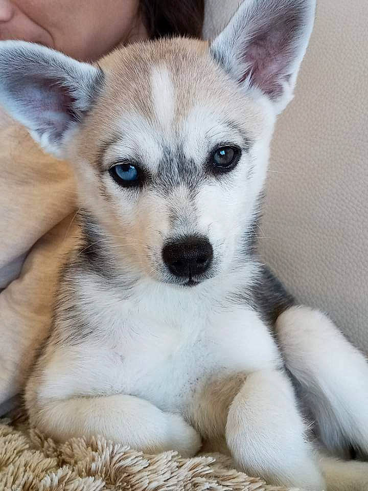 Yanko a rejoint le concours — aidez-le/la à gagner de superbes lots ! ancient_dog_breeds, canaan_dog, canidae, carnivore, companion_dog, dog, dog_breed, mammal, northern_inuit_dog, norwegian_lundehund, puppy, rare_breed_dog, saarloos_wolfdog, sakhalin_husky, siberian_husky, sporting_group, tamaskan_dog, vertebrate, whiskers, wolfdog