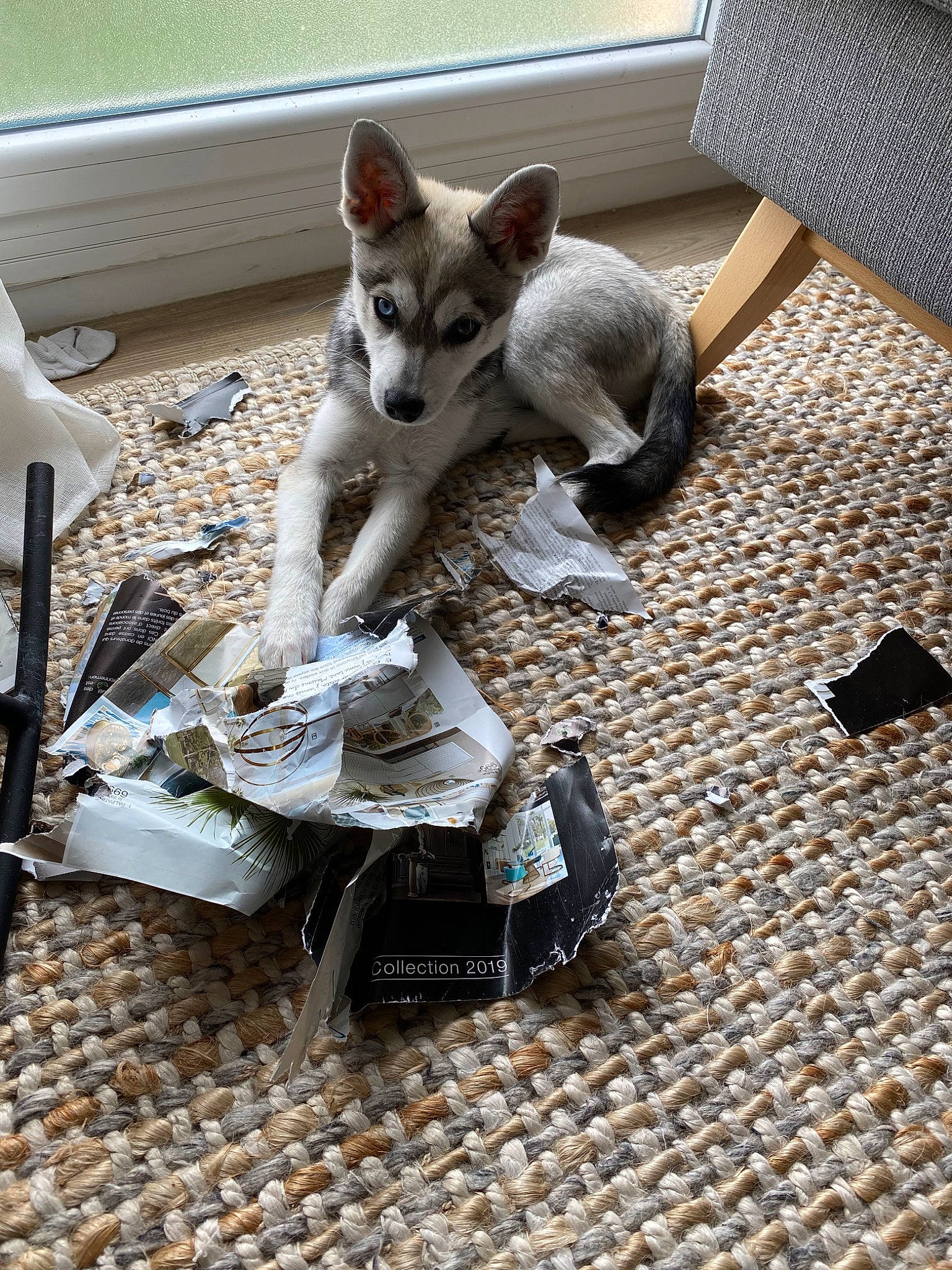 Yanko participe au concours pour gagner de l'argent avec cette photo : canidae, carnivore, cat, dog, dog_breed, felidae, mammal, shoe, table, tail, whiskers, wolfdog