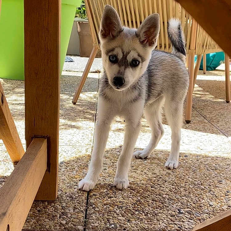Yanko