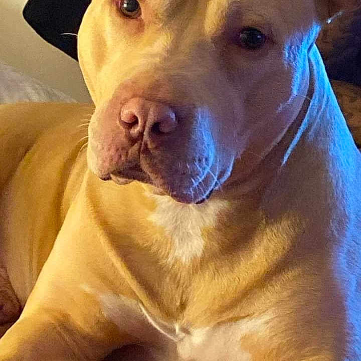 Fatboi is registered to the contest to win money with this photo: alert, animal, canine, close_up, companion, dog, domestic_animal, ears, face, friendly, fur, indoor, lying_down, muzzle, paw, pet, portrait, relaxed, snout, tan_dog