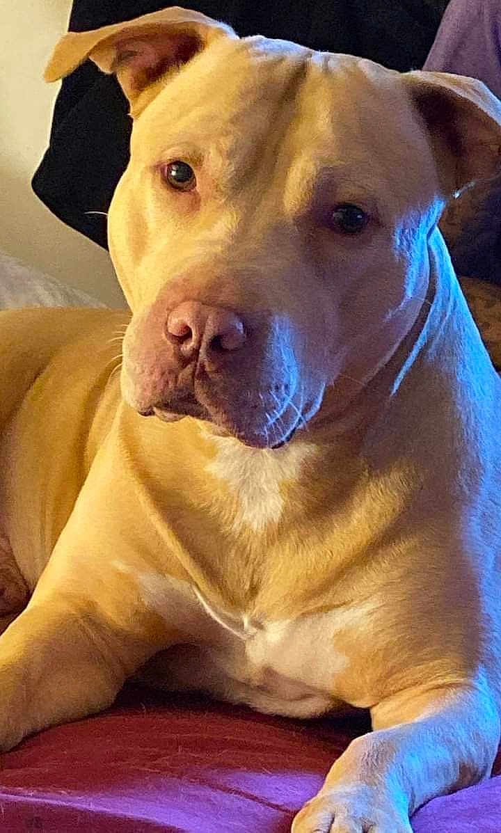 Fatboi is registered to the contest to win money with this photo: dog, tan_dog, pet, animal, indoor, close_up, lying_down, canine, fur, muzzle, ears, paw, relaxed, portrait, companion, domestic_animal, friendly, alert, face, snout