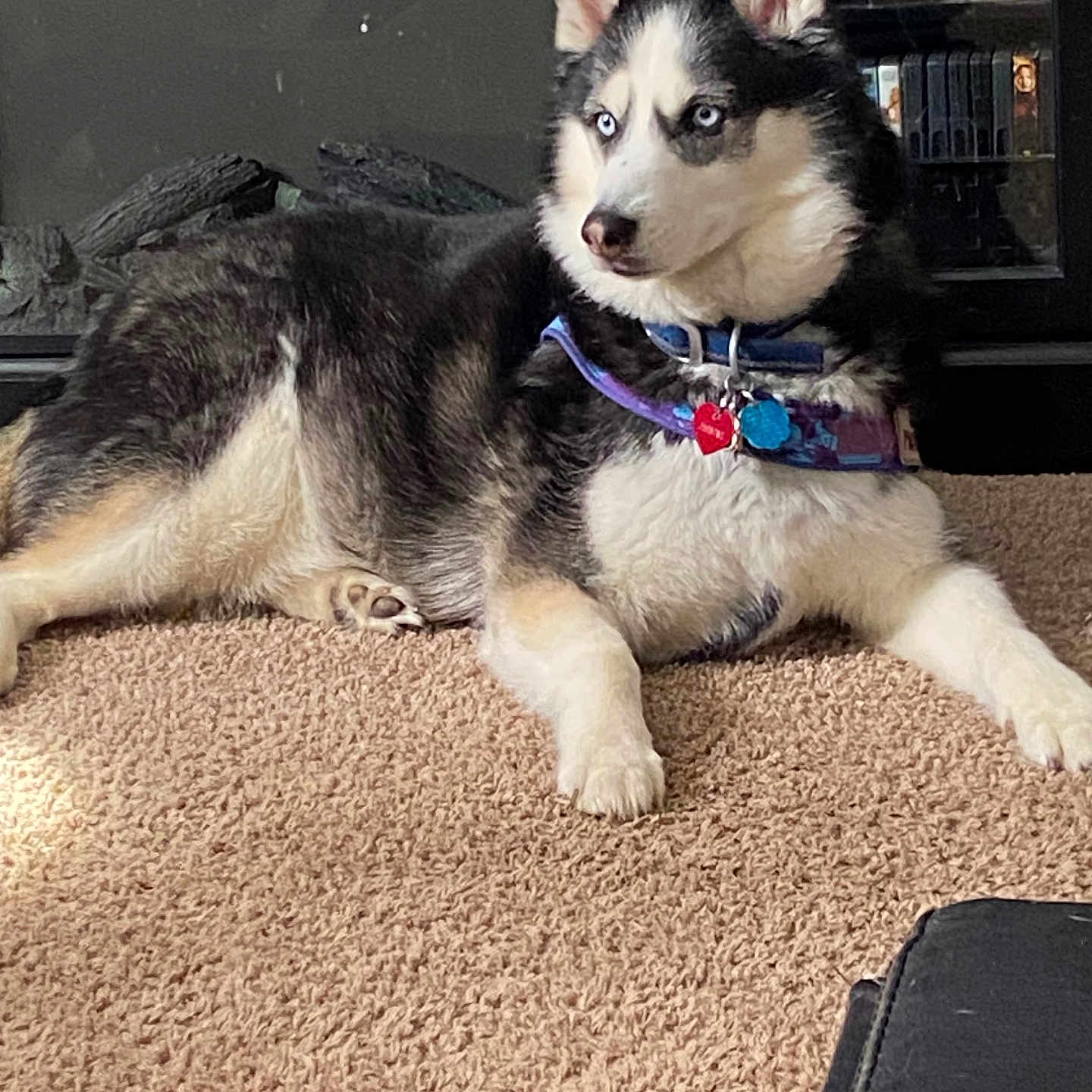 Jasmine joined the competition — help win amazing prizes! accessories, adult, animal, ball, bride, canine, collar, couch, dog, eskimodog, female, furniture, husky, person, pet, puppy, sport, tennis, wedding, woman