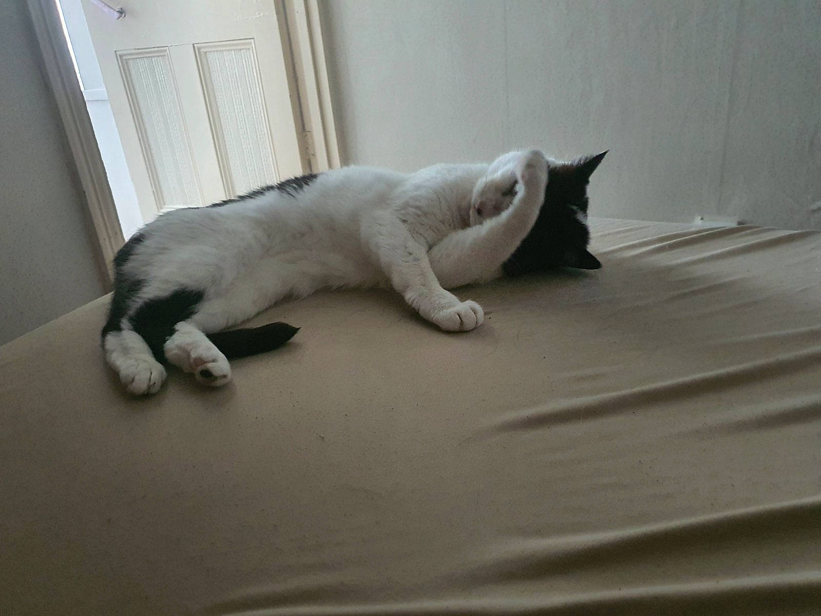 Dipstick is registered to the contest to win money with this photo: carnivore, cat, comfort, domestic_short_haired_cat, door, felidae, fur, grey, nap, paw, small_to_medium_sized_cats, snout, tail, terrestrial_animal, vertebrate, whiskers