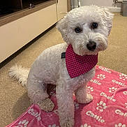 Callie is registered to the contest to win money with this photo: dog, white_dog, bandana, pink_bandana, polka_dot, blanket, pink_blanket, paw_prints, carpet, indoor, pet, cute, fluffy, sitting, looking_up, cozy, floor, furniture, radiator, domestic