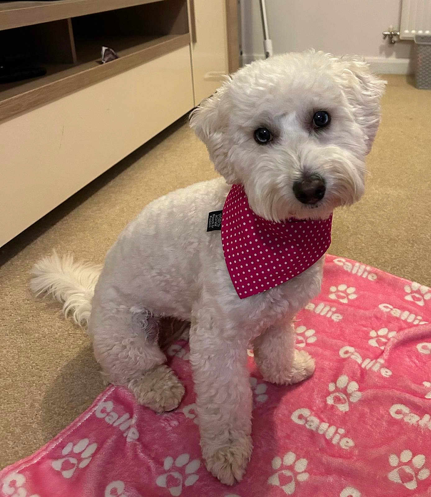 Callie is registered to the contest to win money with this photo: dog, white_dog, bandana, pink_bandana, polka_dot, blanket, pink_blanket, paw_prints, carpet, indoor, pet, cute, fluffy, sitting, looking_up, cozy, floor, furniture, radiator, domestic