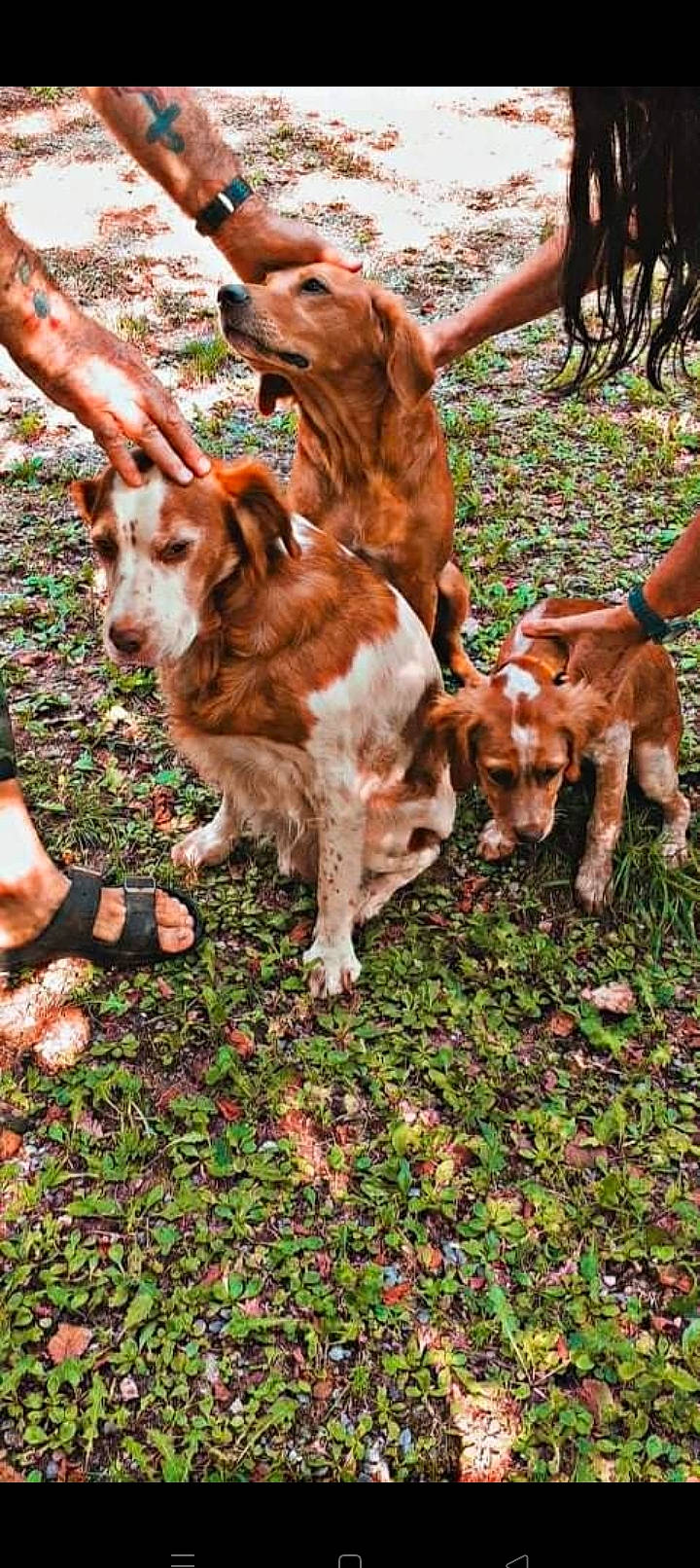 Tania Lily Candy a rejoint le concours — aidez-le/la à gagner de superbes lots ! art, canidae, carnivore, companion_dog, dog, dog_breed, event, fawn, fur, grass, hunting_dog, liver, plant, spaniel, sporting_group, tail, terrestrial_animal, tree, wood, working_animal