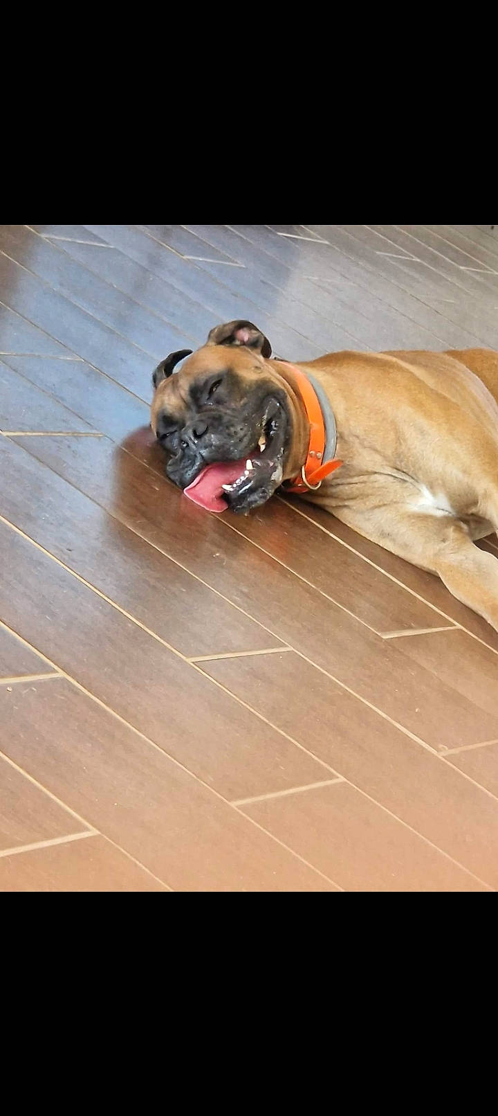 Narco participe au concours pour gagner de l'argent avec cette photo : boxer, canidae, carnivore, collar, companion_dog, dog, dog_breed, dog_collar, fawn, flooring, hardwood, non_sporting_group, paw, snout, sporting_group, wood, wood_flooring, working_animal, working_dog, wrinkle