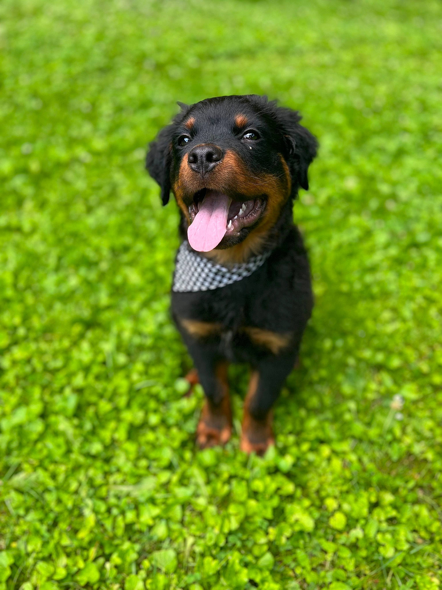 Adonis is registered to the contest to win money with this photo: canidae, carnivore, companion_dog, dog, dog_breed, grass, groundcover, guard_dog, hunting_dog, liver, puppy, snout, sporting_group, terrestrial_animal, working_animal, working_dog