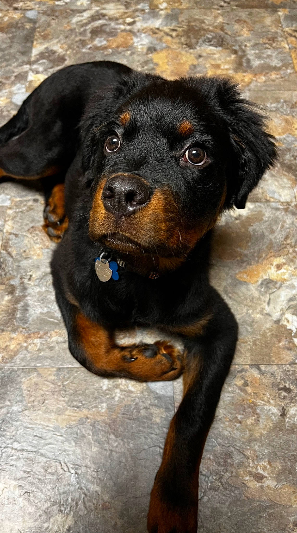 Adonis is registered to the contest to win money with this photo: austrian_black_and_tan_hound, borador, canidae, carnivore, collar, companion_dog, dog, dog_breed, fur, guard_dog, hunting_dog, liver, pet_supply, rottweiler, snout, sporting_group, terrestrial_animal, whiskers, working_animal, working_dog
