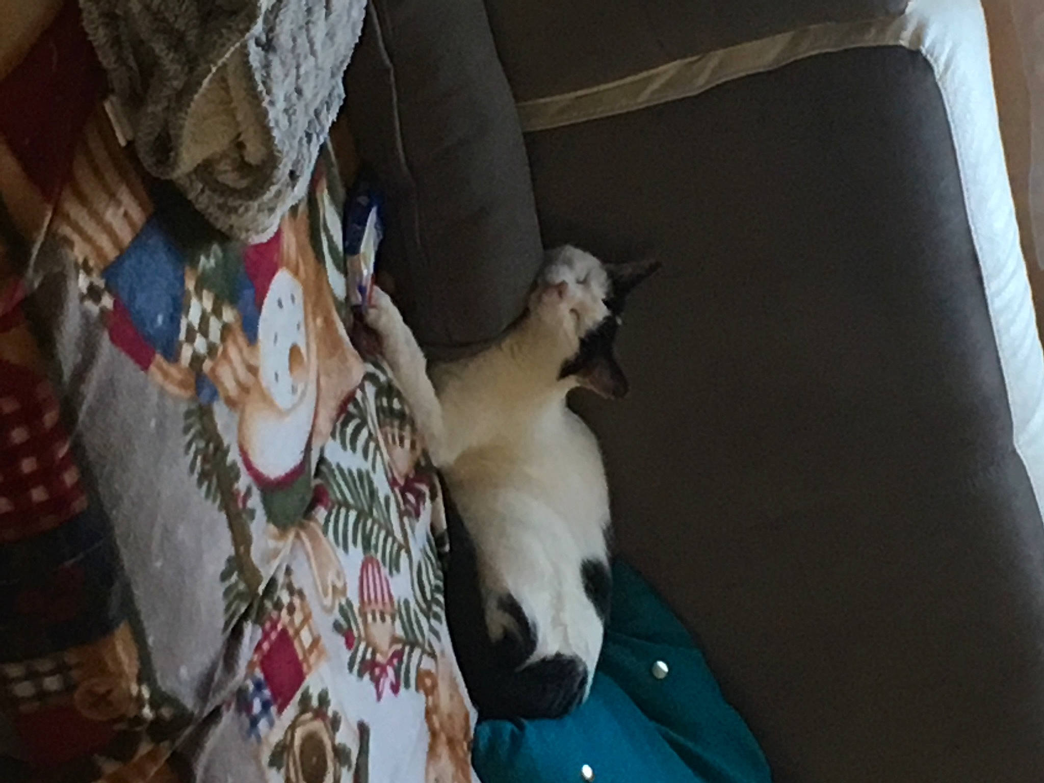 Blanchette a rejoint le concours — aidez-le/la à gagner de superbes lots ! canidae, carnivore, comfort, companion_dog, couch, dog_breed, fawn, felidae, fur, human_leg, linens, livestock, pattern, room, small_to_medium_sized_cats, sporting_group, tail, toy_dog, whiskers, wood