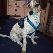 Smokey is registered to the contest to win money with this photo: dog, blue_harness, spotted, sitting, indoor, blanket, furniture, dresser, pet, animal, canine, brown, white, black, ears, tail, floor, domestic, house, portrait