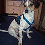 dog, blue_harness, spotted, sitting, indoor, blanket, furniture, dresser, pet, animal, canine, brown, white, black, ears, tail, floor, domestic, house, portrait