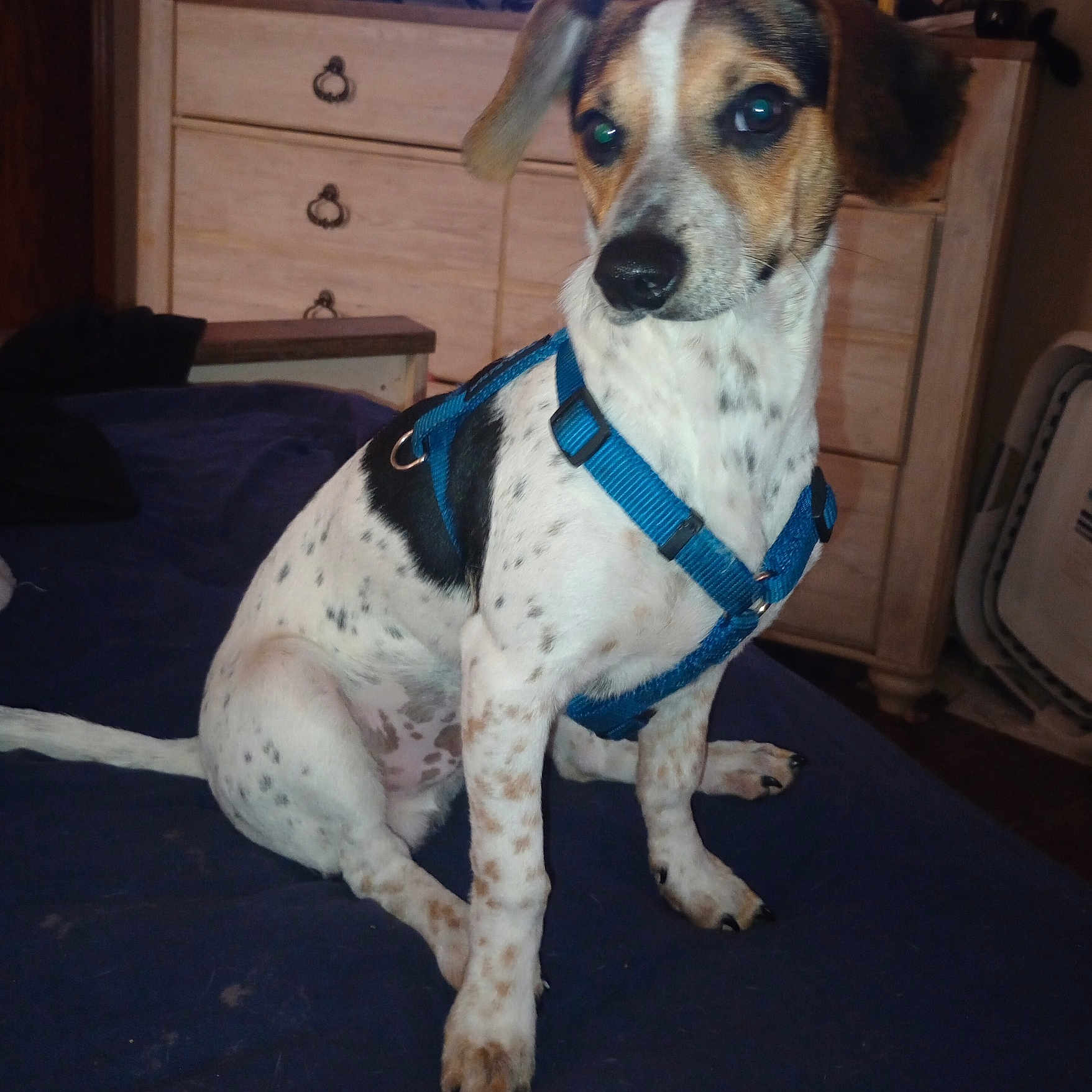 Smokey is registered to the contest to win money with this photo: animal, black, blanket, blue_harness, brown, canine, dog, domestic, dresser, ears, floor, furniture, house, indoor, pet, portrait, sitting, spotted, tail, white
