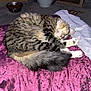 cat, tabby, sleeping, curled_up, fur, blanket, purple, indoor, pet_food_bowl, plant, potted_plant, carpet, cozy, home, resting, animal, domestic_cat, feline, tail, cute
