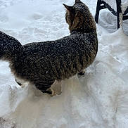 Spunk joined the competition — help win amazing prizes! cat, tabby, snow, outdoor, winter, animal, feline, fur, snowflakes, curious, exploring, pet, cold, nature, chair, white, fluffy, walking, pawprints, daylight