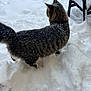cat, tabby, snow, outdoor, winter, animal, feline, fur, snowflakes, curious, exploring, pet, cold, nature, chair, white, fluffy, walking, pawprints, daylight