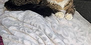 Spunk joined the competition — help win amazing prizes! bed, blanket, cables, cat, cozy, curious, cushioned_headboard, dark_background, domestic_cat, fluffy, fur, indoor, paws, pet, resting, sleeping_area, sparkles, tabby, whiskers, yellow_eyes