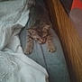 kitten, cat, sleepy, bed, blanket, feline, stretching, indoor, cozy, fur, animal, pet, resting, cute, soft, wood, comfort, domestic, young, mammal