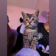 Zaya participe au concours pour gagner de l'argent avec cette photo : kitten, cat, tabby, animal, pet, indoor, person, shirt, wallpaper, furniture, cozy, curious, small, cute, young, soft_surface, paw, whiskers, ears, eyes