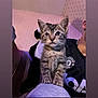 kitten, cat, tabby, animal, pet, indoor, person, shirt, wallpaper, furniture, cozy, curious, small, cute, young, soft_surface, paw, whiskers, ears, eyes
