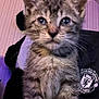 kitten, cat, tabby, pet, indoor, closeup, feline, animal, young, curious, whiskers, ears, fur, paws, claws, person, clothing, logo, manchester_united, casual