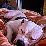 Skala a rejoint le concours — aidez-le/la à gagner de superbes lots ! dog, sleeping, white_dog, black_spots, blanket, orange_blanket, indoors, cozy, resting, pet, animal, snout, ears, closed_eyes, fur, comfort, relaxation, bed, domestic_animal, napping