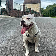 Skala a rejoint le concours — aidez-le/la à gagner de superbes lots ! dog, white_dog, tongue_out, paved_road, building, brick_wall, gate, greenery, trees, cloudy_sky, outdoor, pet, canine, sitting, harness, happy, animal, muzzle, road, nature