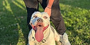 Skala a rejoint le concours — aidez-le/la à gagner de superbes lots ! dog, white_dog, tongue_out, happy, pet, outdoor, grass, person, shadow, sunlight, pavement, leash, sneakers, black_pants, daylight, nature, smiling_dog, canine, playful, park