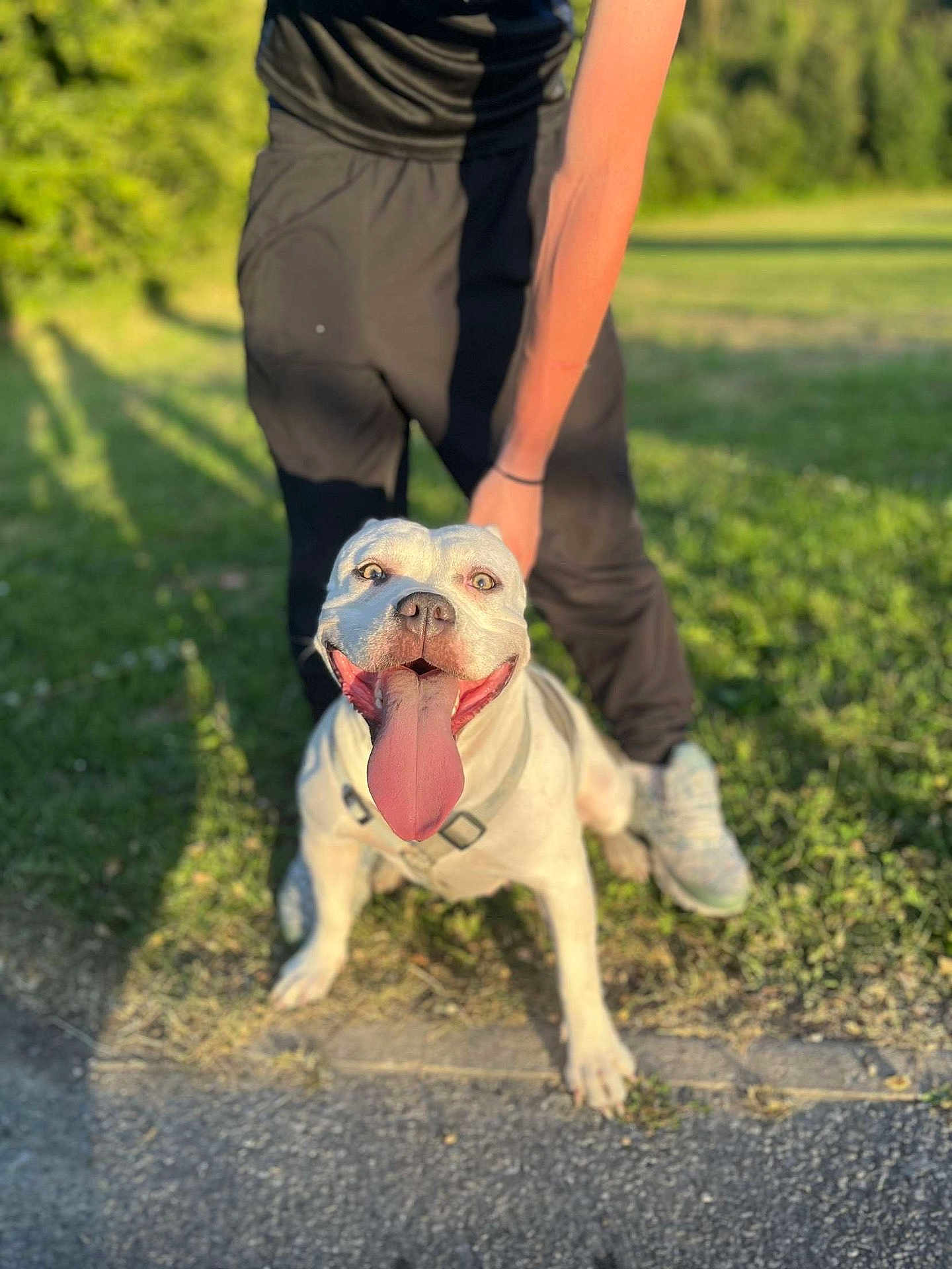 Skala a rejoint le concours — aidez-le/la à gagner de superbes lots ! dog, white_dog, tongue_out, happy, pet, outdoor, grass, person, shadow, sunlight, pavement, leash, sneakers, black_pants, daylight, nature, smiling_dog, canine, playful, park