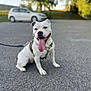 Skala a rejoint le concours — aidez-le/la à gagner de superbes lots ! dog, white_dog, tongue_out, sitting, leash, asphalt, car, blurred_background, trees, daylight, outdoor, pet, happy, canine, animal, pavement, nature, park, smiling_dog, playful
