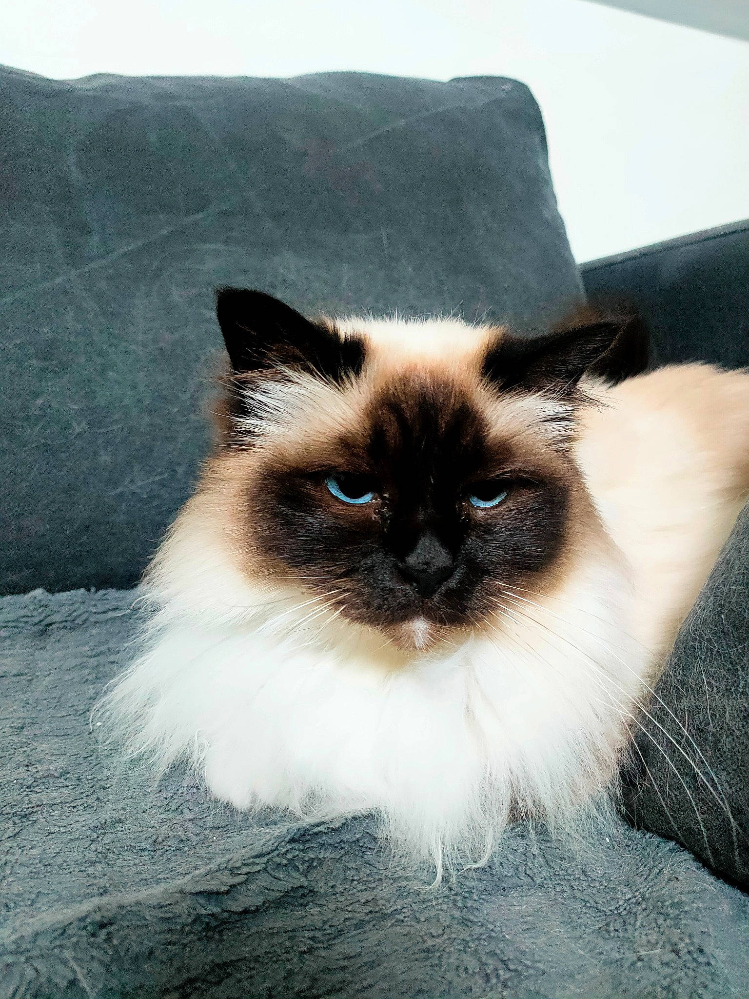 Isy a rejoint le concours — aidez-le/la à gagner de superbes lots ! birman, carnivore, cat, fawn, felidae, fur, ragdoll, siamese, small_to_medium_sized_cats, snout, terrestrial_animal, thai, whiskers